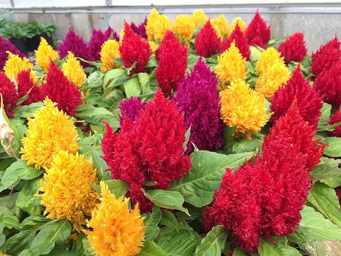 22Day Seeds: Seeds Plumed Cockscomb Mix/Celosia/Includes Variety Crested West Indian Toreador/Annual Flowers