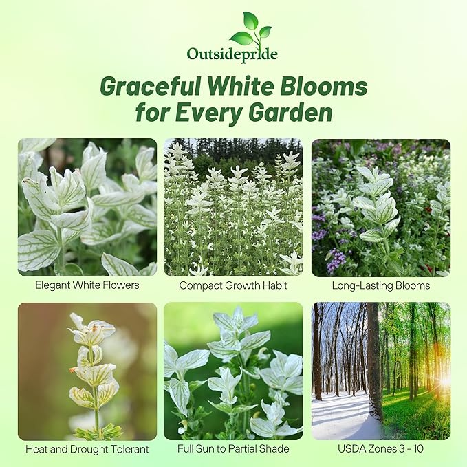 Outsidepride White Swan Salvia Seeds - 1,000 Pcs Annual, Compact, Heavy Blooming & Drought-Tolerant Sage Seeds for Planting Fragrant White Blooms for Butterfly & Hummingbird Gardens & Landscaping