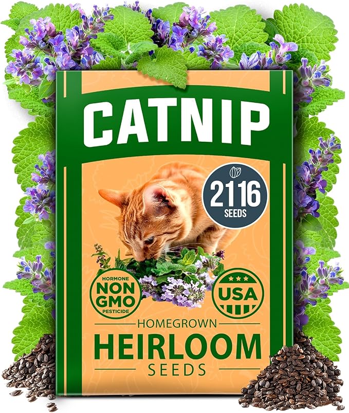 HOME GROWN Non GMO Catnip Seeds (Bulk Pack) Heirloom Herb 2,116 Seeds - Indoor or Outdoor Seed - High-Germination Cat Nip - Cat Safe Plants (Nepeta cataria)