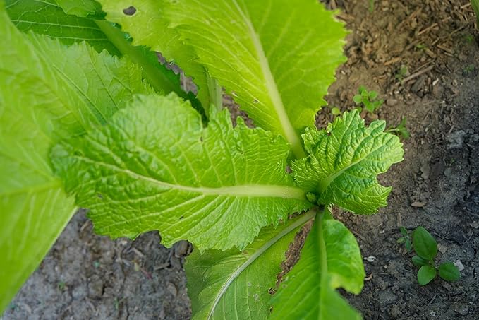2000 Florida Broadleaf Mustard Seeds for Planting - Heirloom, Non-GMO, USA Grown - Brassica Juncea