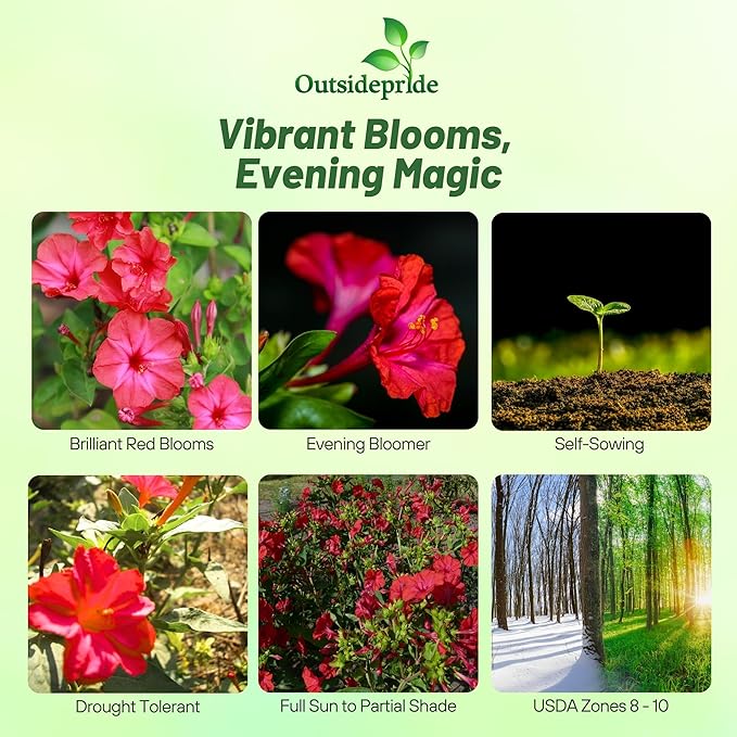 Outsidepride Red Four O'clock Flower Seeds - 1 lb Perennial Fragrant, Trumpet-Shaped Blooms, Deer-Proof & Easy to Grow, for Pollinator & Evening Gardens, Containers, Hedges, or Borders