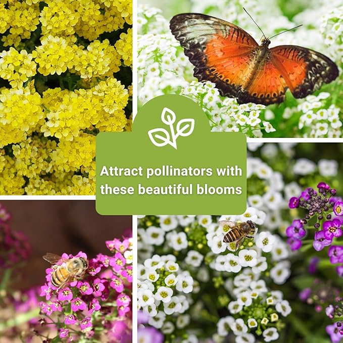 Sow Right Seeds - Sweet Alyssum Flower Seed Collection for Planting - White, Purple, Pink, and Yellow Blossoms - Non-GMO Heirloom Varieties to Plant in Home Garden - Groundcover with Tiny Blooms