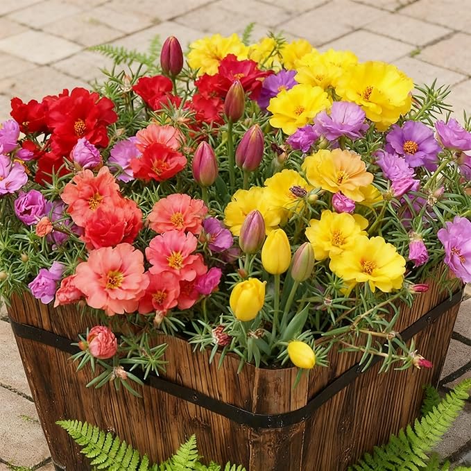 Mixed Color Portulaca Grandiflora Seeds, 20000 Double Moss Rose Seeds for Planting, Heirloom Ground Cover - Purslane Flower Seed for Outside, Beds, Yards, Flower Garden
