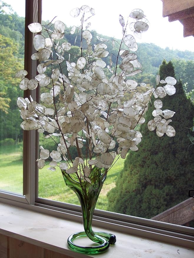 Seeds Lunaria/Money Plant/Honesty Plant/Biennial Flowers