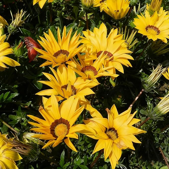 Gazania Daisy Flower Seeds for Planting, 100+ Mixed Gazania Seed, Perennial Flower, Non-GMO Heirloom Gazania Seeds for Garden Home