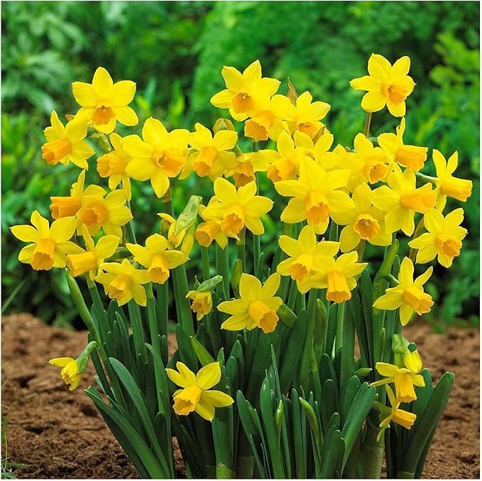 10 Jersey Lace Narcissus Bulbs - Top Size