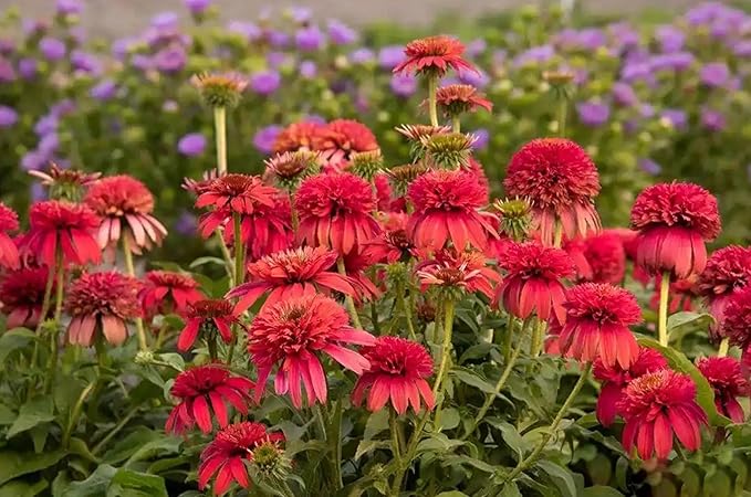 100PCS Echinacea Purpurea Seeds Mixed Color Live Perennial Plants Attracts Hummingbirds and Butterflies Heirloom Seeds