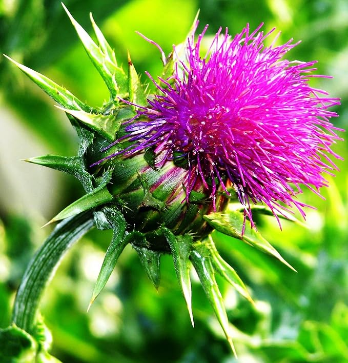 Milk Thistle Seeds – Annual/Biennial Herb (Silybum marianum) | Medicinal Plant, Pollinator-Friendly, Striking Spiny Foliage & Purple Blooms