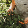 Cinnamon Basil - 250 Seeds - Heirloom & Open-Pollinated Variety, Non-GMO Culinary Herb Seeds for Planting, Grow Kitchen Herbs Indoors or Outdoors in Containers or The Home Garden, Thresh Seed Company