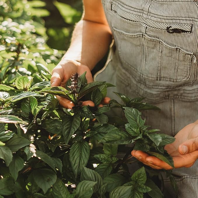 Cinnamon Basil - 250 Seeds - Heirloom & Open-Pollinated Variety, Non-GMO Culinary Herb Seeds for Planting, Grow Kitchen Herbs Indoors or Outdoors in Containers or The Home Garden, Thresh Seed Company