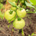 Tomato Seeds - Cherry White - 0.25 Oz ~2,500 Seeds - Solanum lycopersicum - Farm & Garden Vegetable Seeds - Non-GMO, Heirloom, Open Pollinated, Annual
