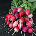 Organic Easter Egg Radish - 1/4 LB ~10,700 Seeds - Organic, Heirloom, Open Pollinated, Non-GMO, Farm & Vegetable Gardening Seeds