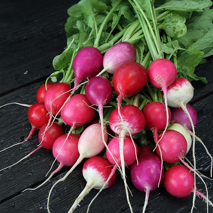 Organic Easter Egg Radish - 1/4 LB ~10,700 Seeds - Organic, Heirloom, Open Pollinated, Non-GMO, Farm & Vegetable Gardening Seeds