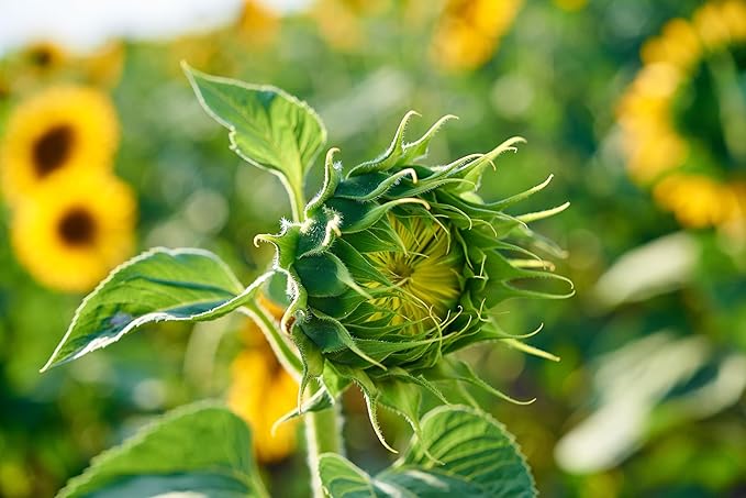 Mammoth Sunflower Seeds for Planting - Grow Giant Sun Flowers in Your Garden - 50 Non GMO Heirloom Seeds - Full Planting Instructions for Easy Grow - Great Gardening Gifts (2 Packets)
