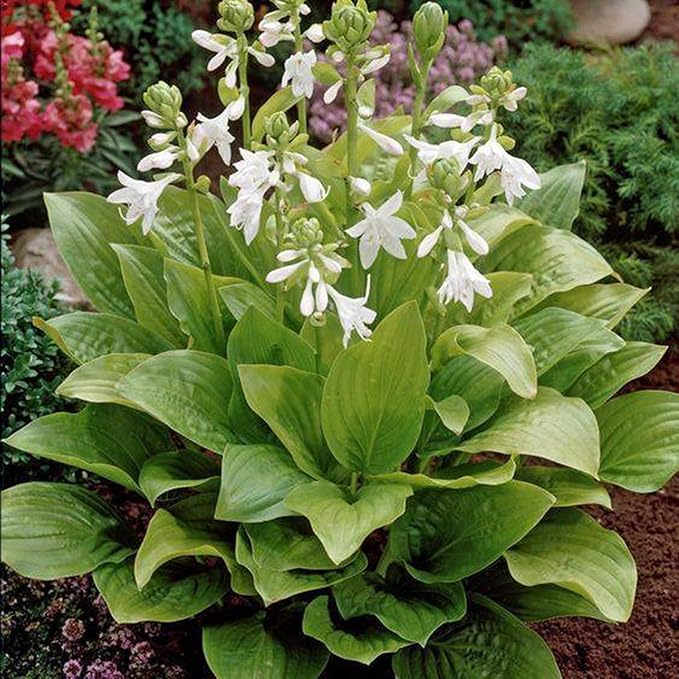 Hosta Seeds for Planting, 290+pcs Rare Perennial Hosta Flower Seeds Plants, Non-GMO Heirloom Long Blooming Plants Shaded Entry Pathway Rare Flowers for Garden Outdoors