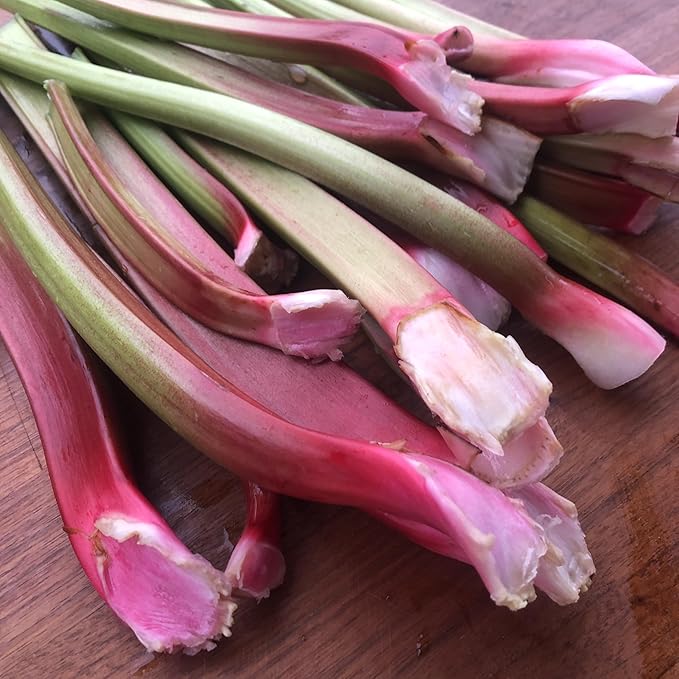 Organic Victoria Rhubarb Seeds (Rheum rhabarbarum) 25 Seeds (0.5 Grams) - Perennial Vegetable for Pies by Smoke Camp Crafts