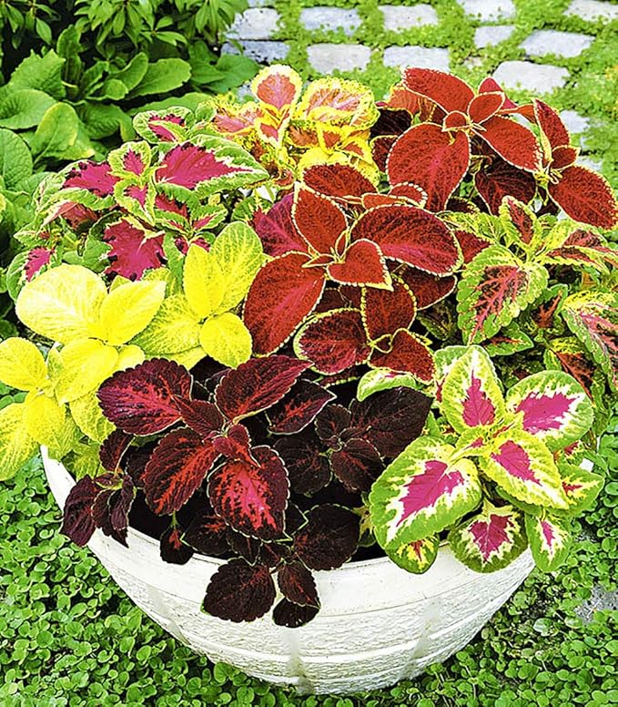 100+ Seeds Coleus Exotic (Black, Chocolate, Red Dragon, Watermelon) Indoor Full Sun - Flower Mix