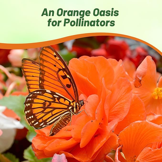 Outsidepride Orange Limitless Begonia Seeds for Planting - 50 Pcs Perennial Flower Seeds with Large Blooms, Arching & Pendulous Growth Habit, for Containers, Hanging Baskets, or Landscape Plantings