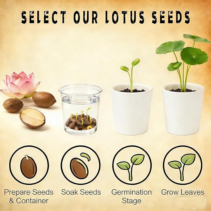 Mixed Bowl Lotus Seeds for Planting, 35 Water Lily Flower Plant Seed, Non-GMO Bowl Lotus Fresh Garden Seeds for Home Indoor Outdoor and Garden