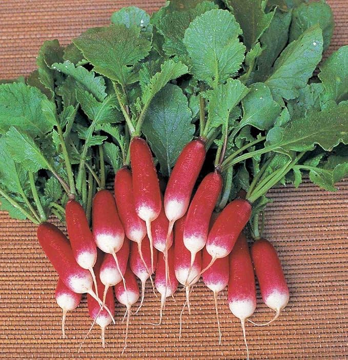 Seeds Vegetable French Radish 18 Days Early Red Heirloom - 300 Seeds