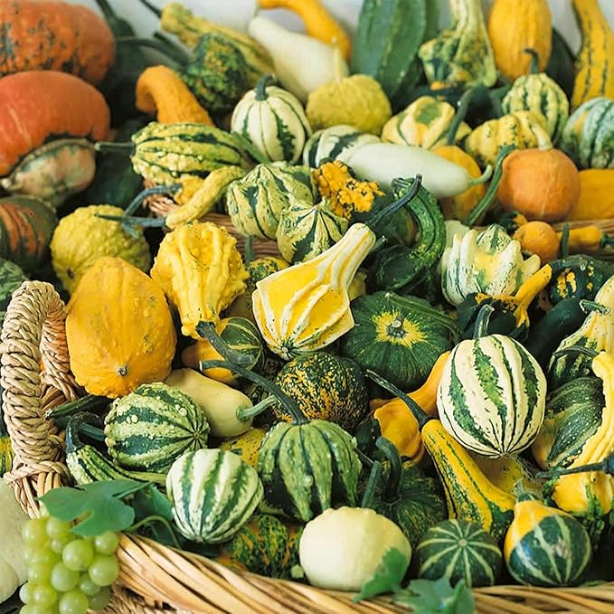 Small Mix Gourd Garden Seeds - 4 Oz ~1,400 Seeds - Non-GMO, Heirloom Vegetable Gardening Seed - Cucurbita Pepo