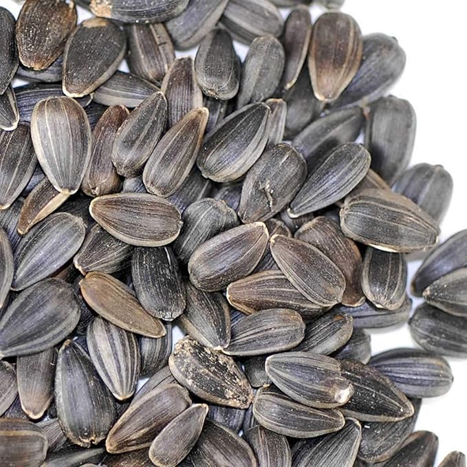Whole Sunflower Sprouting Seeds: 5 Lb ~ 128,000 Seeds - Black Oil Sun Flower Seeds (Shell On): Microgreens, Sprouts, Flower Gardening - Sun Flower