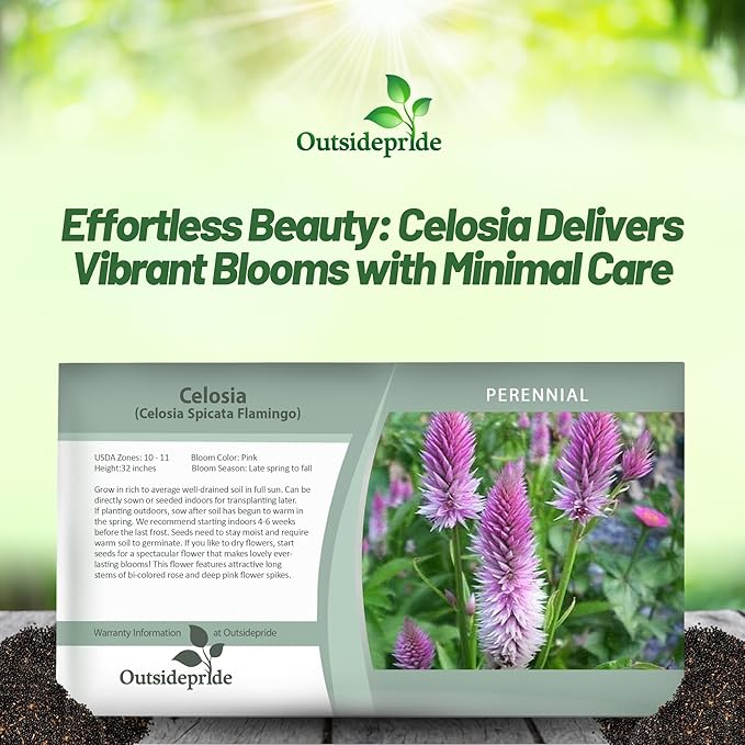 Outsidepride Spicata Celosia Seeds - 2000 Pcs Perennial Tall Weather-Resistant Flower Seeds for Planting Vibrant Plumes, Great for Containers, Borders, Pollinator-Friendly Gardens & House Plants
