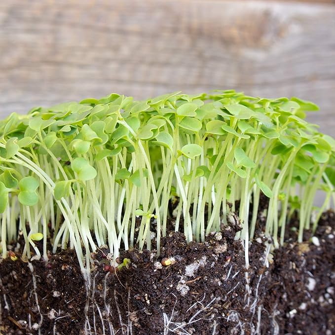 Green Mustard Microgreens Seeds - 5 Lb Bulk ~960,000 Seeds - Grow Non-GMO Micro Mustard Herb Greens - Premium Seed - High Germination Rate