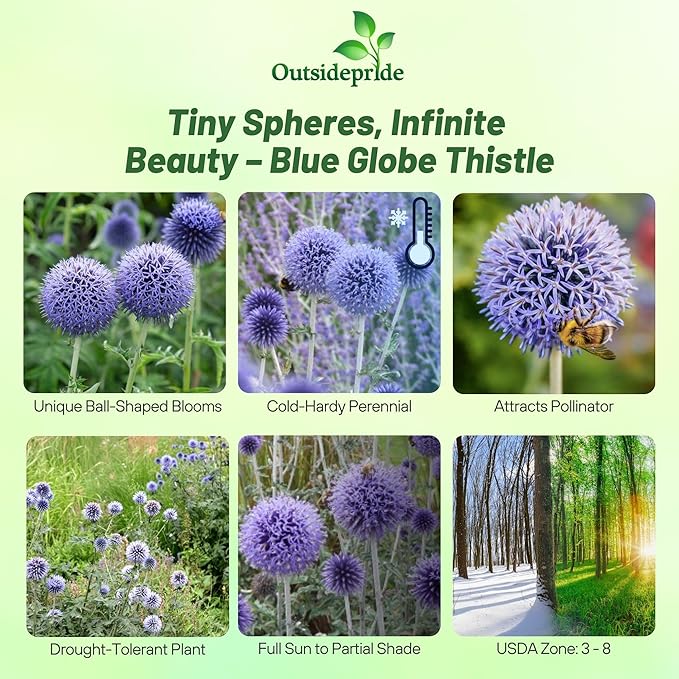 Outsidepride Blue Globe Thistle Seeds - 500 Pcs Perennial, Drought Tolerant & Self-Seeding, Flower Seeds for Planting w/Thistle-Like Foliage & Vibrant Purple Blooms, Ideal for Xeriscaping Gardens