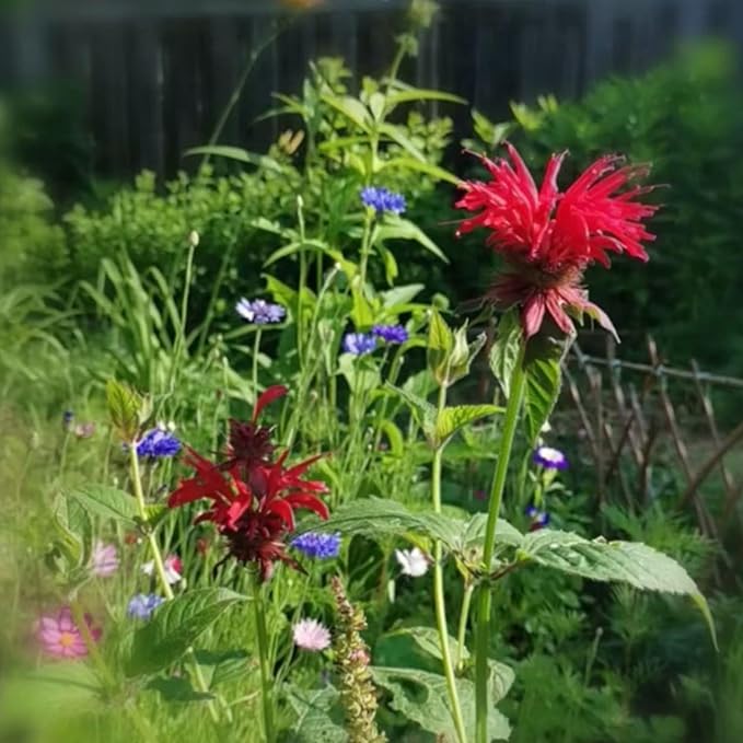 500 Bee Balm Flower Seeds – Bright Red Perennial Blooms for Pollinator-Friendly Gardens