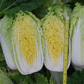 Chinese Cabbage Seeds - Mini Napa #2 - Hybrid - 1 Oz ~8600 Seeds - Non-GMO, F1 Hybrid - Asian Garden Vegetable