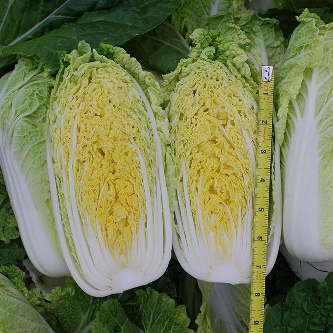 Chinese Cabbage Seeds - Mini Napa #2 - Hybrid - 4 Oz ~34400 Seeds - Non-GMO, F1 Hybrid - Asian Garden Vegetable