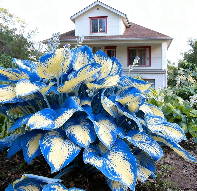 Hosta Seeds for Planting, 290+pcs Rare Perennial Hosta Flower Seeds, Non-GMO Heirloom Long Blooming Plants Shaded Entry Pathway Flowers Beauty Home Garden for Outdoors