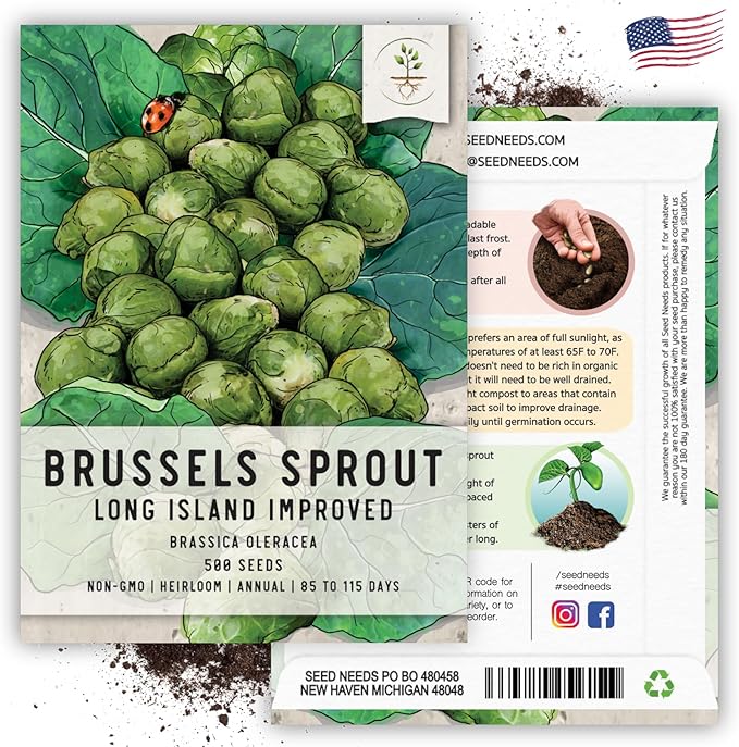Seed Needs, Long Island Improved Brussels Sprout Seeds - 500 Heirloom Seeds for Planting Brassica oleracea - Non-GMO & Untreated for an Outdoor Garden (5 Packs)