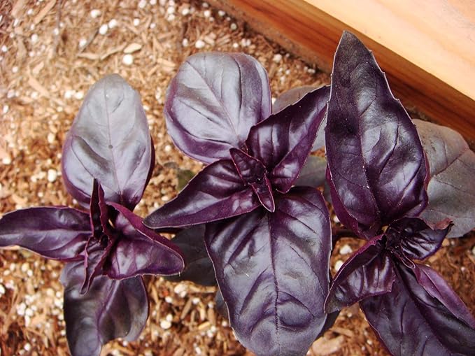 NIKA SEEDS - Seeds Herb Purple Indoor Basil Opal - 300 Seeds
