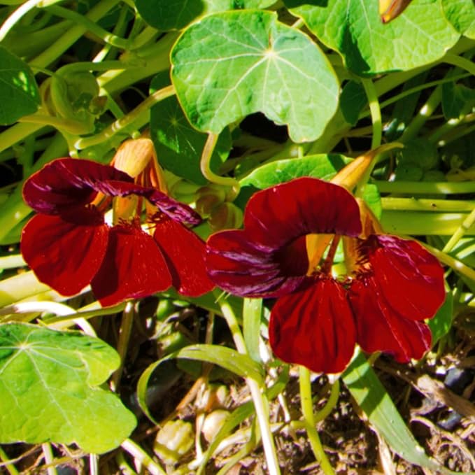 Seed Needs Nasturtium Seeds Black Velvet Variety | 350+ Seeds Tropaeolum Minus Annual Flower Seed | Edible Flowers Deep Red Color Prolific Blooms | Nasturtiums Flowering Seed Garden Favorite | Bulk