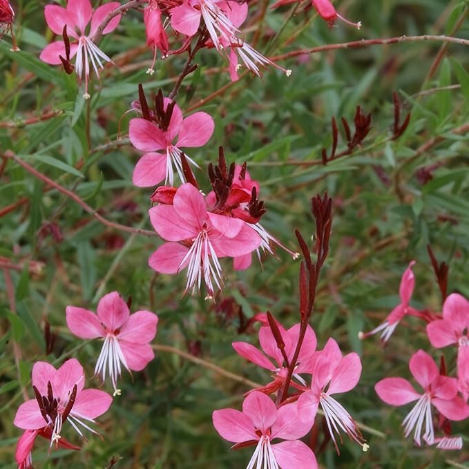 Gaura Flower Seeds for Planting, 300+ Perennial Pink Gaura Seeds, Non-GMO Heirloom Fragrant Flower Seed for Outdoor Garden