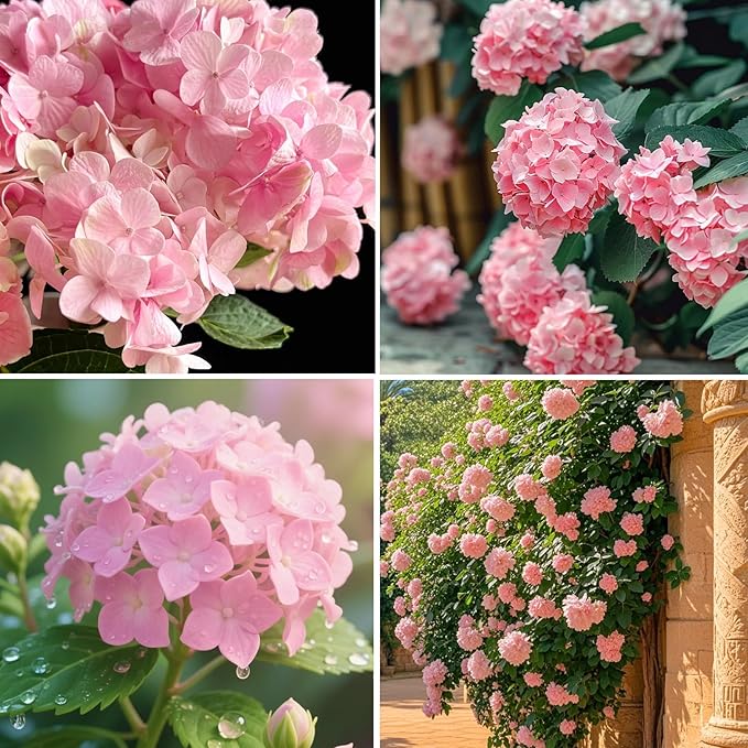 Mixrug Pink Hydrangea Seeds for Planting, 50+pcs Perennial Rare Exotic Ball Hydrangea Flowers Seeds Plants, Non-GMO Heirloom Beauty Home Garden Bloom Flowers in Outdoors