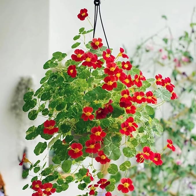 Mixed Nasturtium Seeds for Planting, 300pcs Rare Climbing Nasturtium Flower Seeds, Non-GMO Heirloom Beauty Home Garden Blooms Flowers Plants for Outdoors Indoors