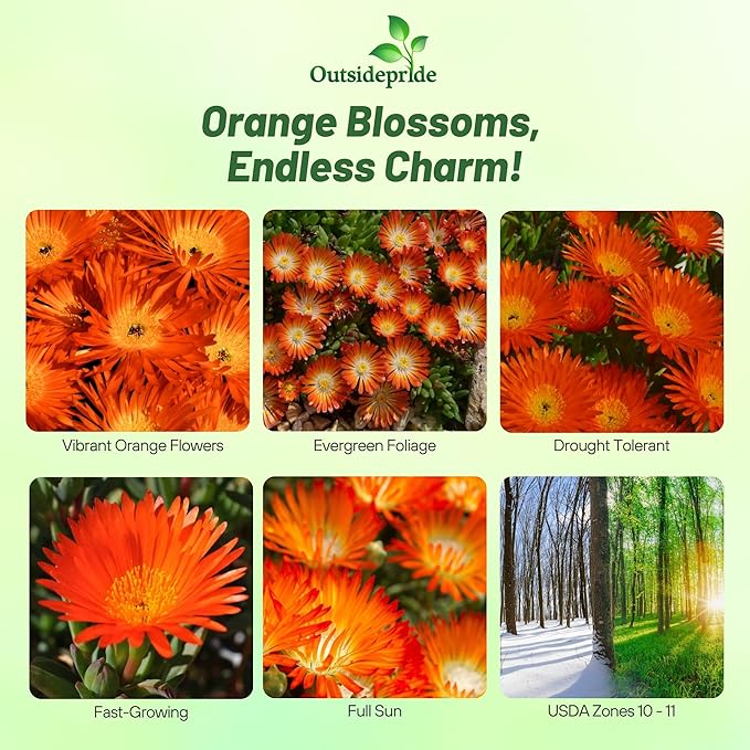 Outsidepride Gelato Orange Ice Plant Seeds - 5000 Pcs Perennial, Drought Tolerant Ground Cover Seeds for Planting Vibrant Trailing Blooms, Ideal for Sunny Gardens & Xeriscape Landscaping