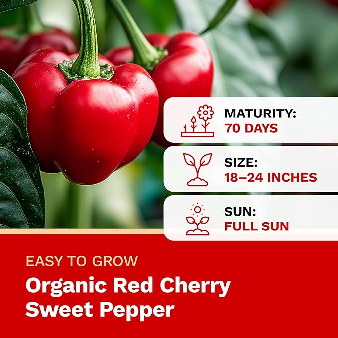 The Harvest Company Organic Seeds Collection – USDA Certified, Non-GMO, Open-Pollinated for Indoor & Outdoor Planting (Red Cherry Sweet Pepper)
