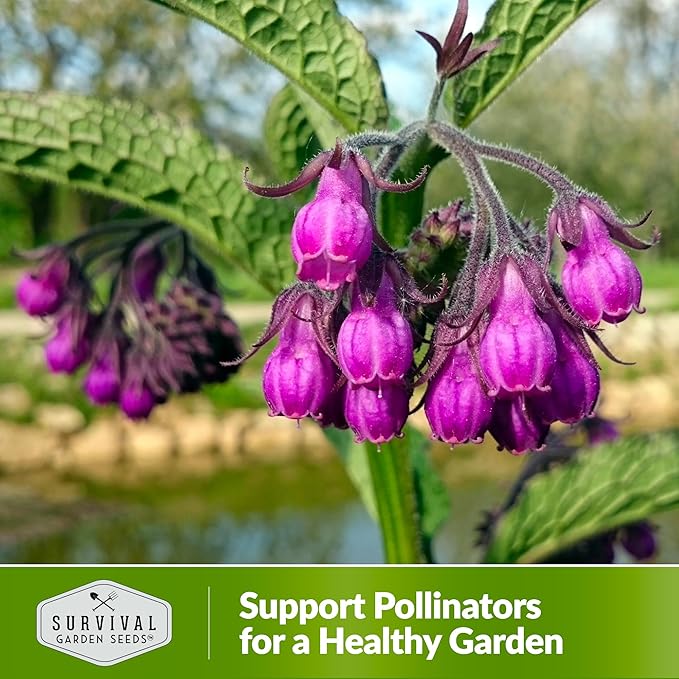 Comfrey Seeds for Planting - Symphytum Officinale Medicinal Perennial Herb for Compost Tea & Natural Skincare - True Slippery Root Non-GMO Heirloom - Survival Garden Seeds (3 Pack)