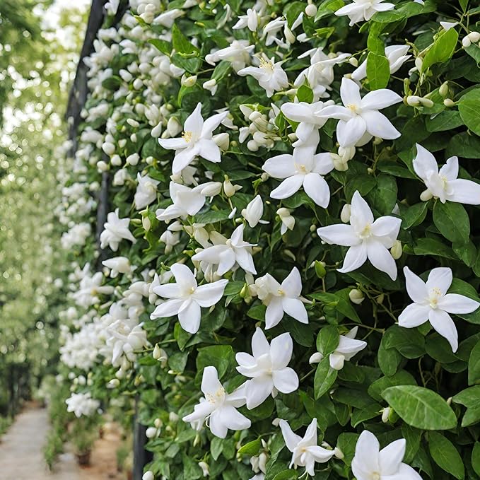 Rare Scented Jasmine Flower Easy to Grow 5g Seeds
