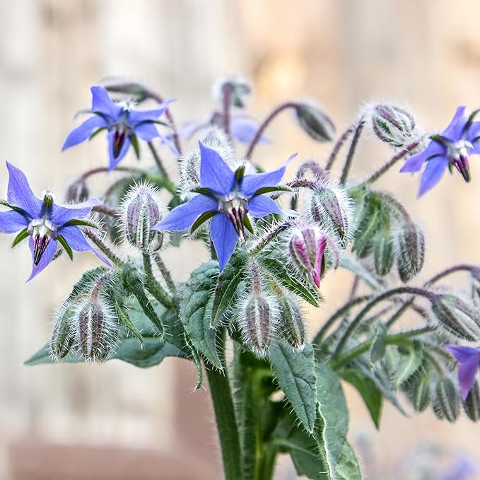 Back to The Roots 100% Organic Heirloom Seeds - Borage Blue Flower Value Pack (2g Total)