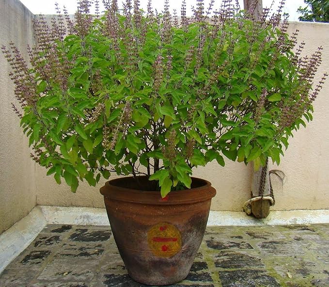 CEMEHA SEEDS - Seeds Ornamental Holy Basil Tulsi Thai Indoor Green Non GMO Herbs for Planting