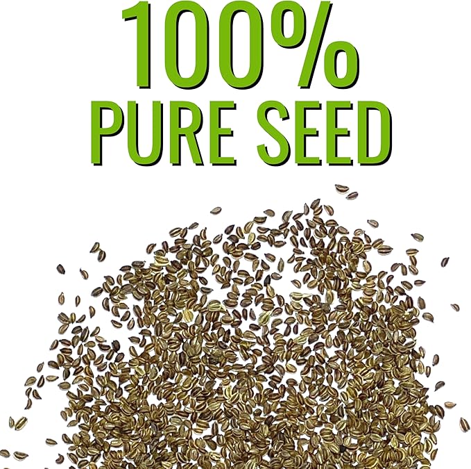 Seed Needs Celery Seeds for Planting Utah 52-70 Celery - Non-GMO, Heirloom & Untreated - Grow a Home Grown Outdoor Vegetable Garden for Fresh Produce (5 Packs (5,000 Seeds))