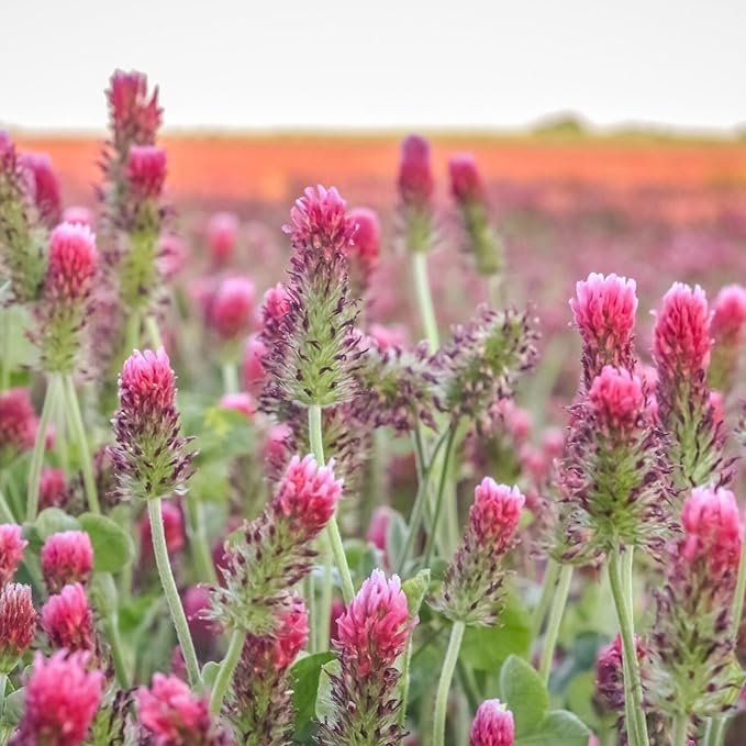 Organic Crimson Clover Seeds - 1 lb ~46,400 Seeds - Legume Clover Seeds for Cover Crops, Wildlife Forage, Pasture, Hay, Pollinator Attractant, Green Manure, & More - Clover Seeds for Planting