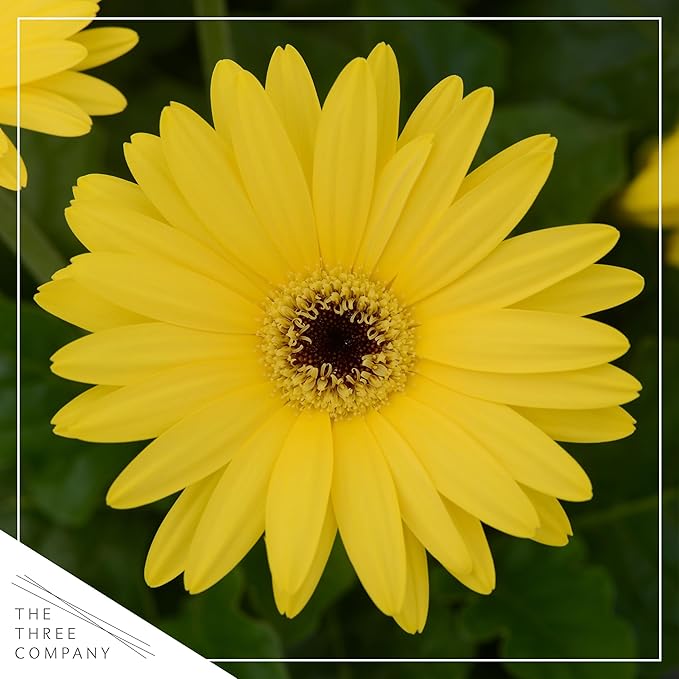 Live Flowering Gerbera Daisies - Yellow (2 Plants Per Pack) - Beautiful Spring Flowers - 12" Tall by 5" Wide in 1 Qt Pot