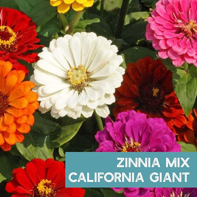 Zinnia Seeds for Planting Outdoors ~1,500 California Giant Mix Zinnia Seeds - Beautiful 4' Tall Wildflower Blossoms - Zinnia elegans Pollinator Seed Mix - Bright, Cheerful Annual Flower Seed