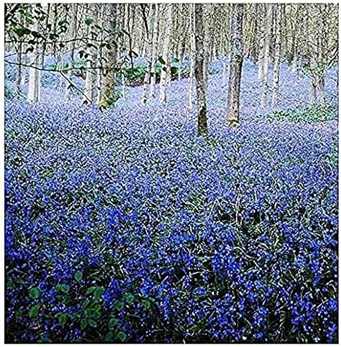 10 English Bluebell Bulbs - Hyacinthoides Non-scripta, Classic Woodland Spring Flowers, Ideal for Naturalizing and Shade Gardens